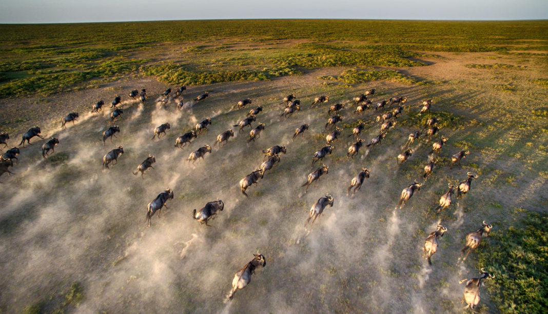 Die Große Migration in Afrika