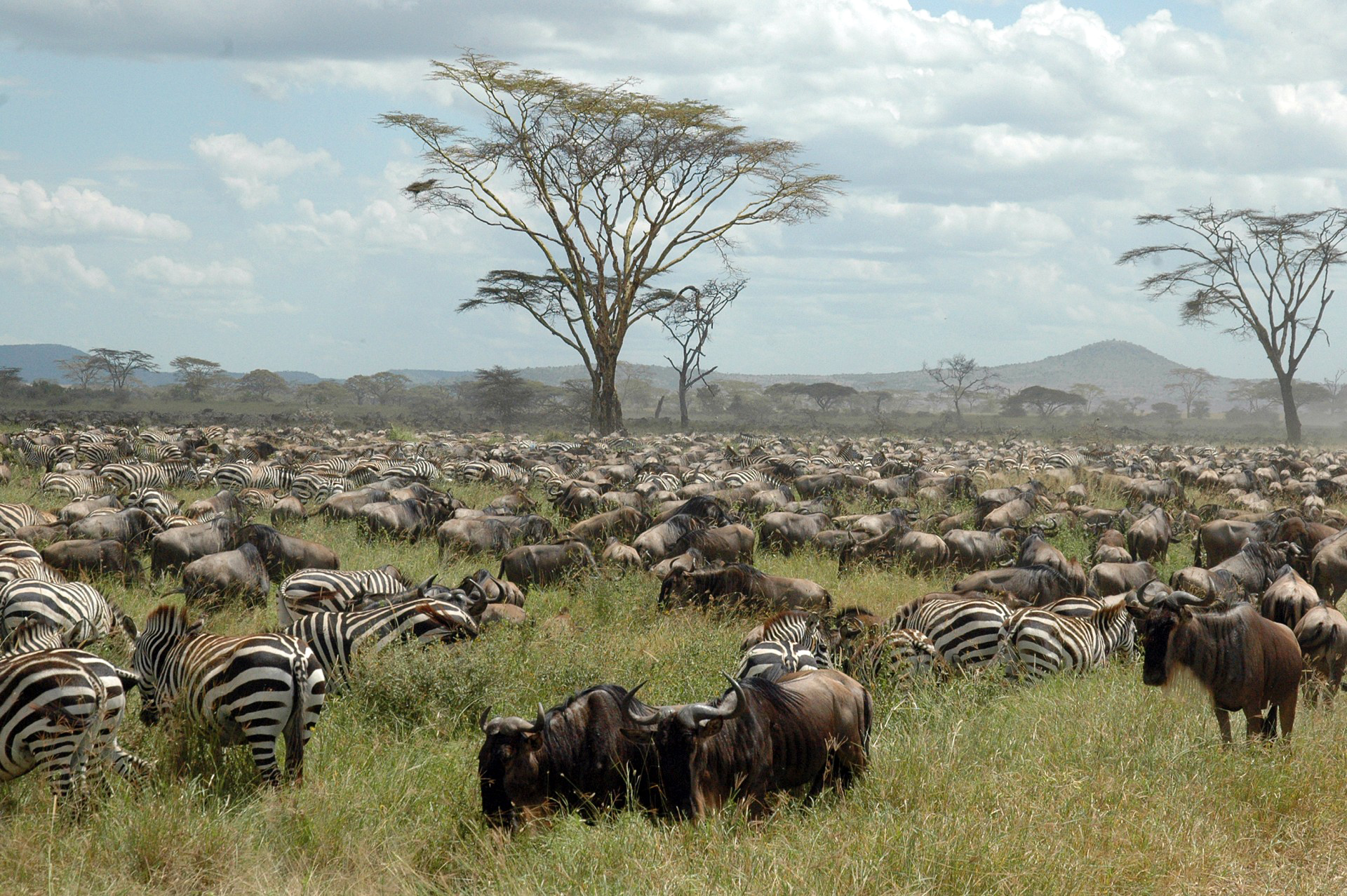 Zebras und Gnus lassen sich das frische Gras schmecken